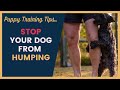 Why Does My Dog Hump Me