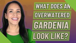 What does an overwatered Gardenia look like?