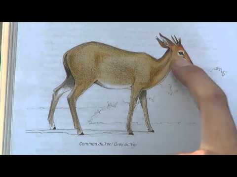 Sabi Sand Wild Safari Live Apr 4 2016 sunset