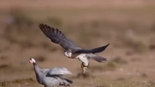 FALCON HUNTING GUINEAFOWLS!!