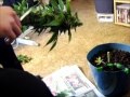 Growing Big Bang Harvest 