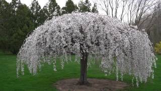 Glory Days of Weeping Cherry