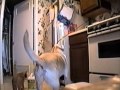 America S Funniest Home Videos Part 27