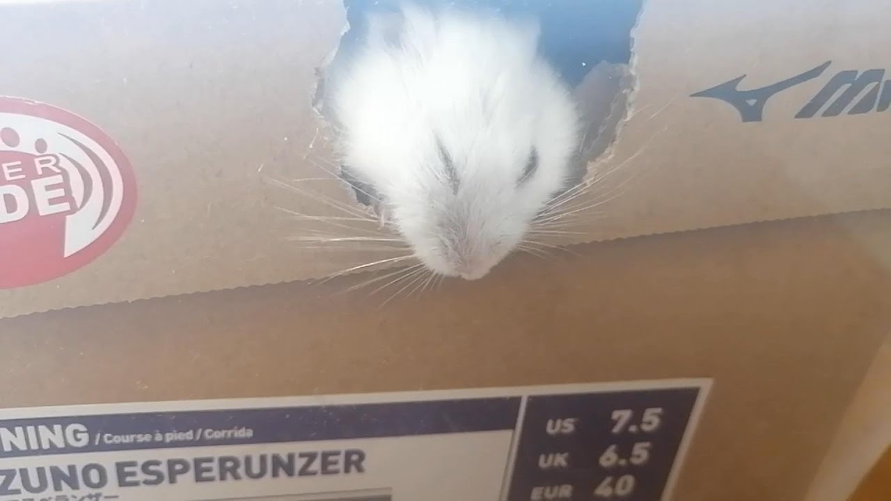 穴があったら広げたい【Hamster chews a hole in a box to expand it】