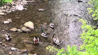 Spend a minute on the creek at @PennStateAltoona 😌 #lofi #nature #creek
