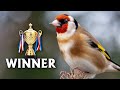 Goldfinch Singing - 12h Training Song