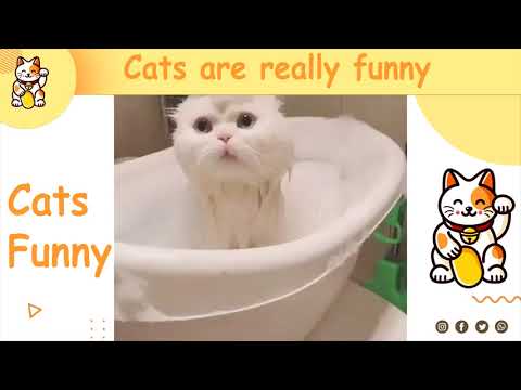 [ New funny cats Vines Compilation part 1 [ 2020