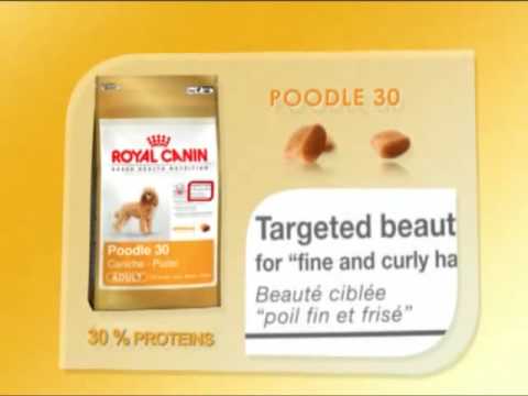 download lagu mp3 mp4 Standard Poodle Food And Nutrition, download lagu Standard Poodle Food And Nutrition gratis, unduh video klip Standard Poodle Food And Nutrition