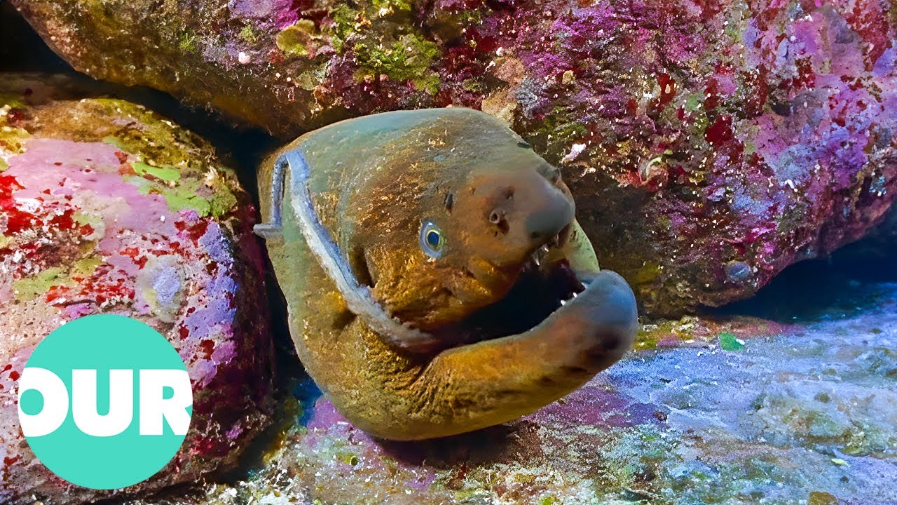 The Drama of Ocean Predators and Prey