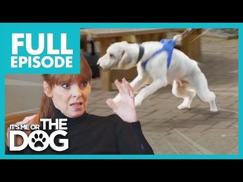 Bertie: The Attention Seeker | Full Episode 216 | It’s Me or The Dog