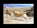 Closing To Old Yeller 1994 VHS