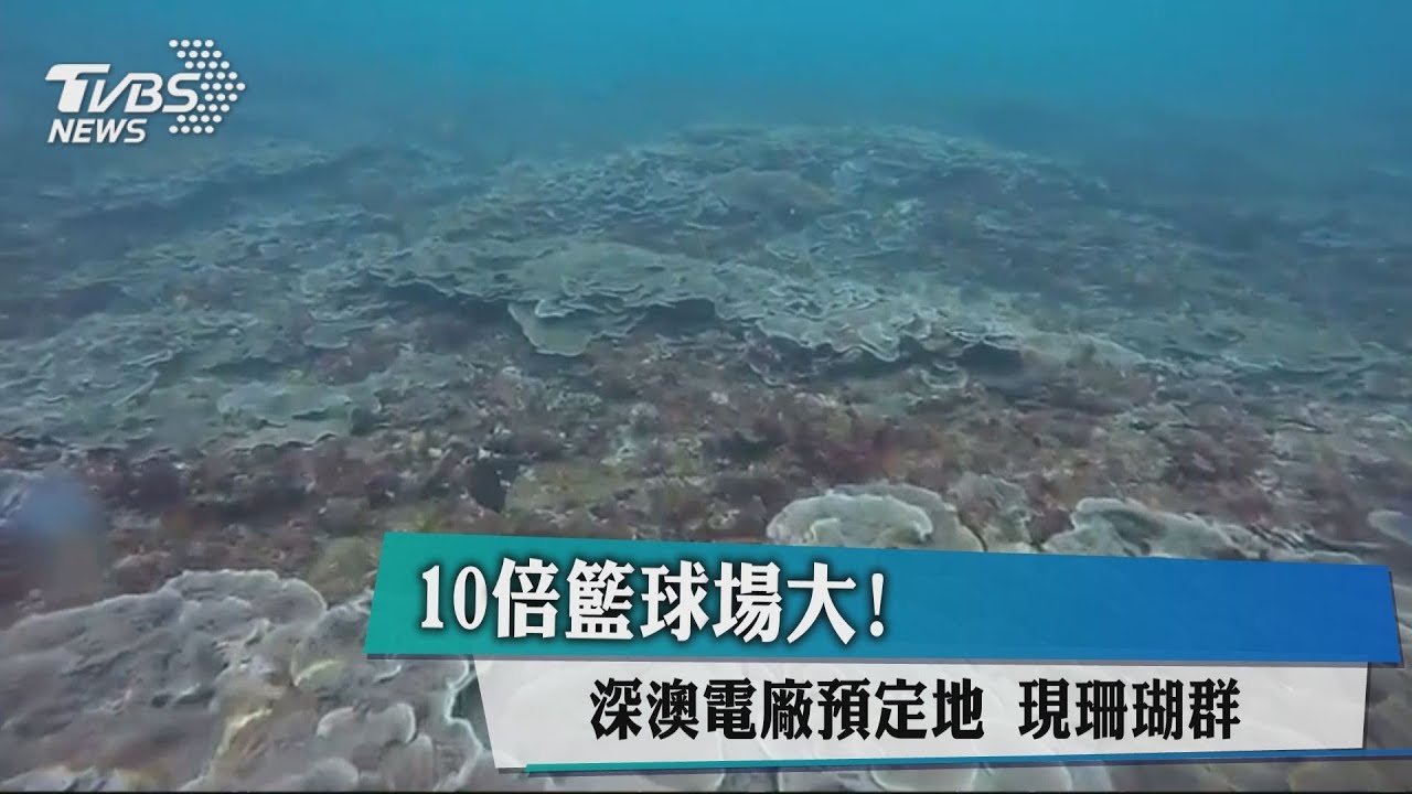 10倍籃球場大!深澳電廠預定地 現珊瑚群