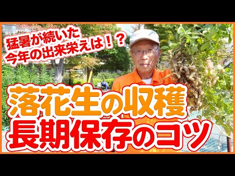 フダンソウの収穫: タイミング、保管、保存に関するヒント 植物