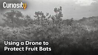 CuriosityStream Saving Wildlife from the Sky — Doug Thron’s Drone Mission (CuriosityStream)