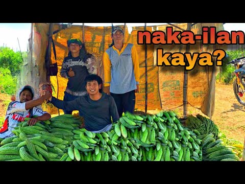 P1 - 4th HARVEST NG AMPALAYA
