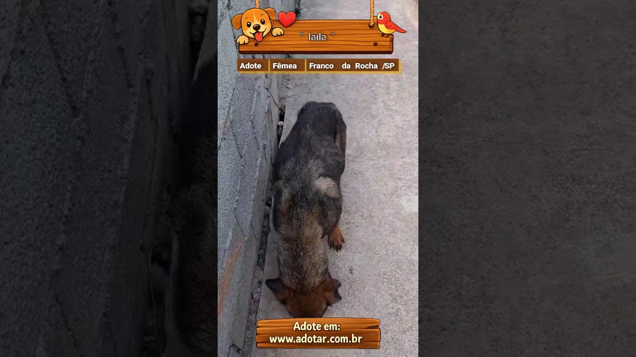 Cachorro raça SRD-ViraLata idade 1 ano nome " laila"