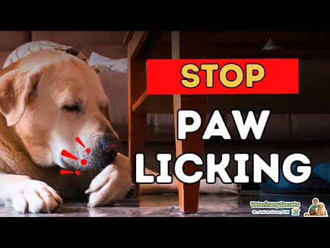 Dog Excessive Paw Licking: Stop It With Natural Recipe