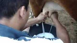 preview picture of video 'O primo profissional tirando leite'