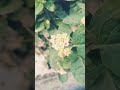 Khoshbo Tumhare Pyar Ki Rose Bollywood Song Love