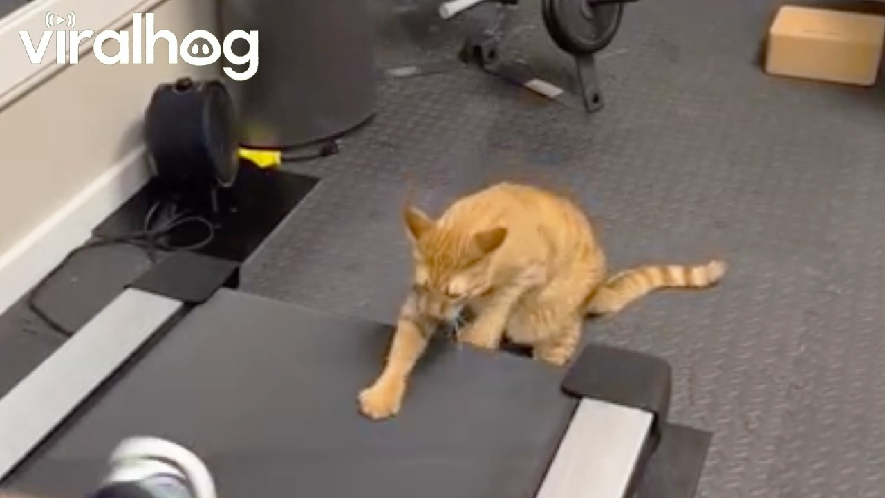 Cat Takes on a Treadmill Workout || ViralHog