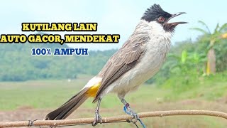 Download lagu Suara Burung Kutilang Gacor Asli 100% Ampuh Untuk Memanggil Burung Kutilang Liar Auto Mendekat mp3