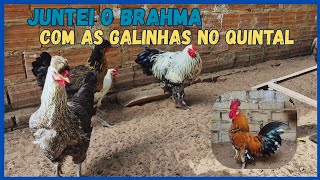 SOLTANDO O FRANGO BRAHMA PRATEADO COM AS GALINHAS 