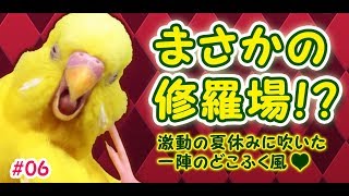 シャレオツ喫茶で茶番劇⁈ 【はーとふる彼氏 ゲーム実況 #6】