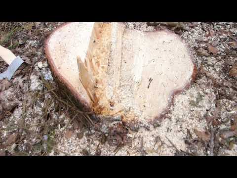 Käferbaumfällung und Entastung mit der Husqvarna Benzinmotorsäge 562 XP