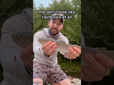 How were Rainbow Trout Named #fishing #trout #rainbow