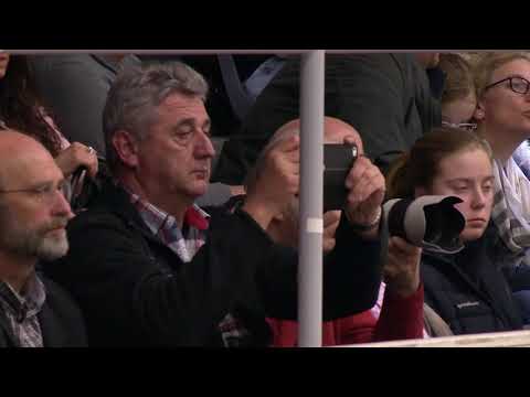 Vivino Hengstkollektion Englisch 2019