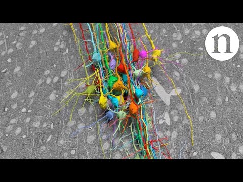 Neuroscience: Crammed with connections