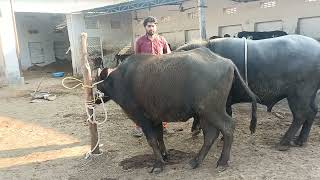New hot buffalo meeting and cow meeting and elepha