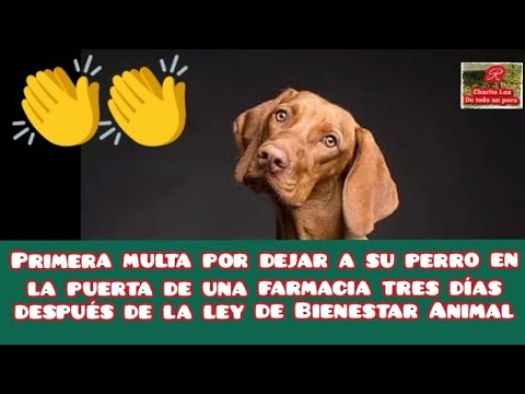 ¡QUÉ BIEN!... Primera multa por dejar a su perro en la puerta de una farmacia en España 👏👏🐶👏👏