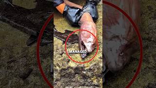 Download lagu This Fish Swallowed Something Big ! 😱 #shorts mp3