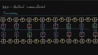 Acizi nucleici - ADN, ARN, codul genetic