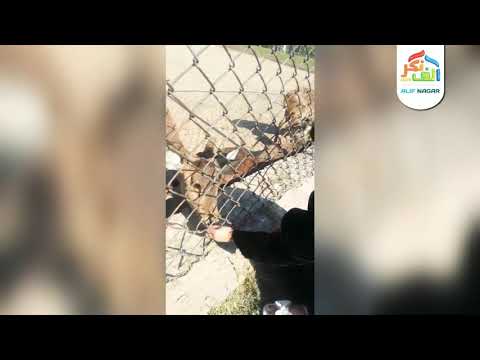 Animal Lovers must Watch | Umamah Usman