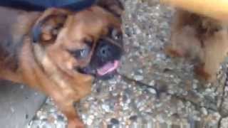 Bad Griffon Breathing.