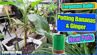 Potting Cold Hardy Bananas & Gingers || Old Bulbs in a Wine Cooler || Saturday Vlog