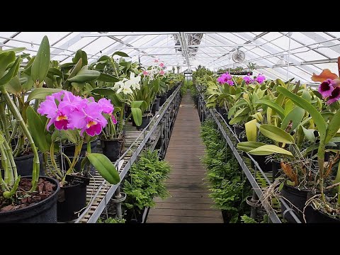 Virtual Tour of the Longwood Orchid Houses