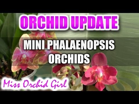 New Mini Phalaenopsis Orchids + Update on my old minis
