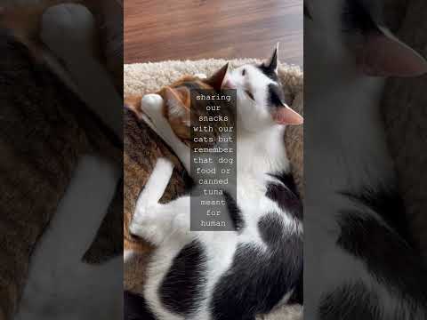 The Purrfectly Informed Feline Parent A Guide to Safe and Healthy Cat SnacksAs cat...