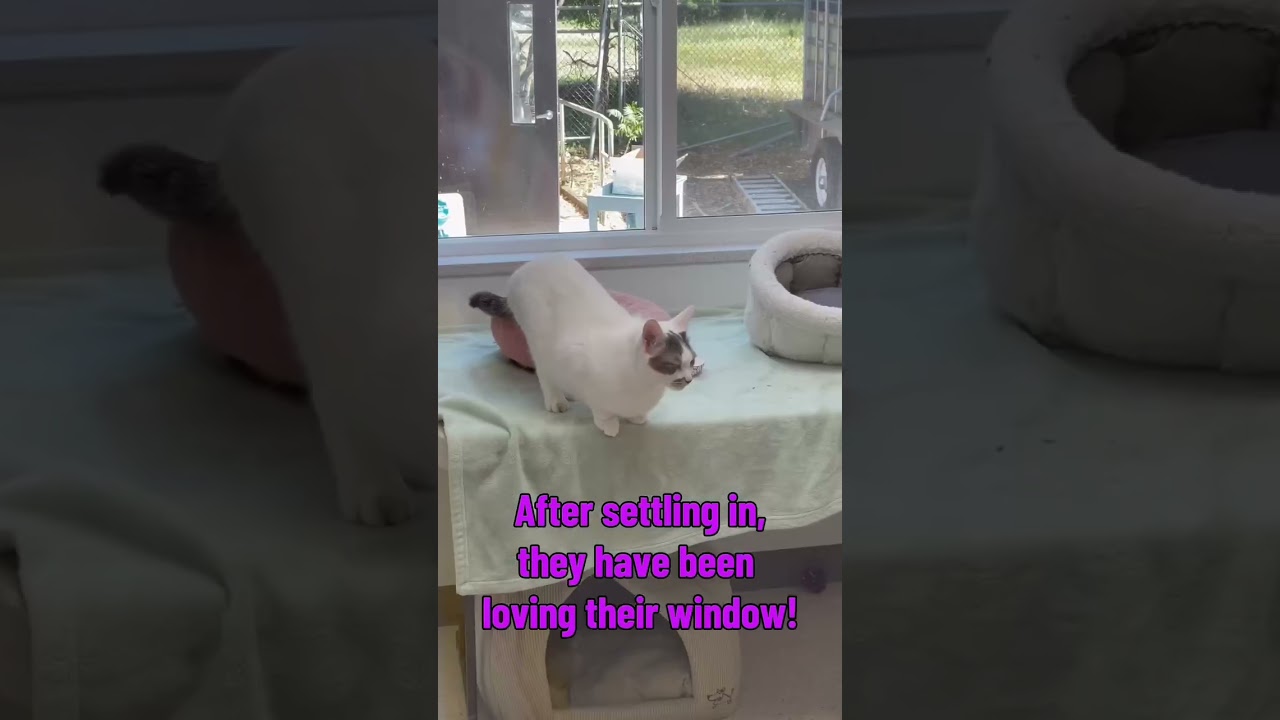 Violet, a Adoptable Domestic Medium Hair in St. Helena, CA video 5/6