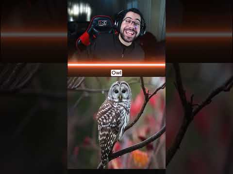 الحيوانات بدون فرو شكلها بضحك 😂