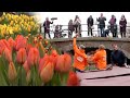 Free Tulip Bouquets Tossed From Boat In Amsterdam Canal