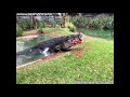 'Cranky' crocodile eats watermelon in one powerful bite