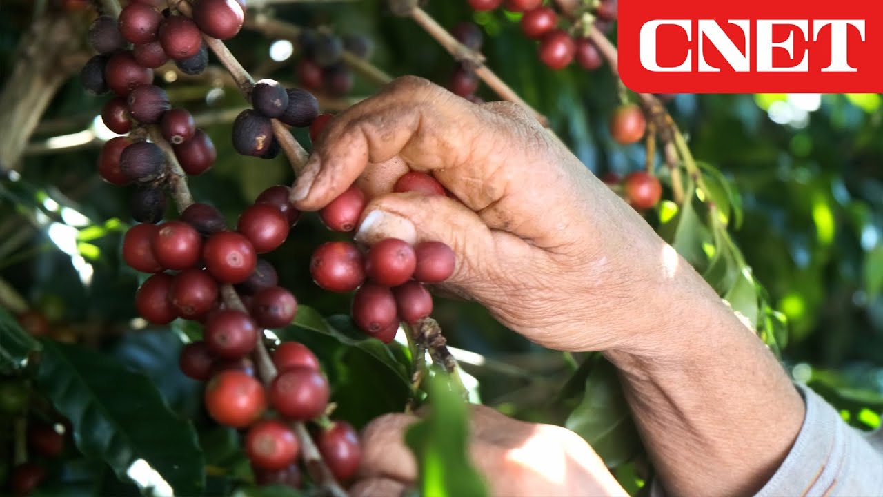 The Food Chain Is In Danger - Crop Extinction EXPLAINED