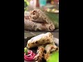Malai Kebab Roll | #Shorts | Sanjeev Kapoor Khazana - Video