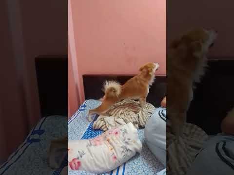 Germany Dog #shorts #animals #viral