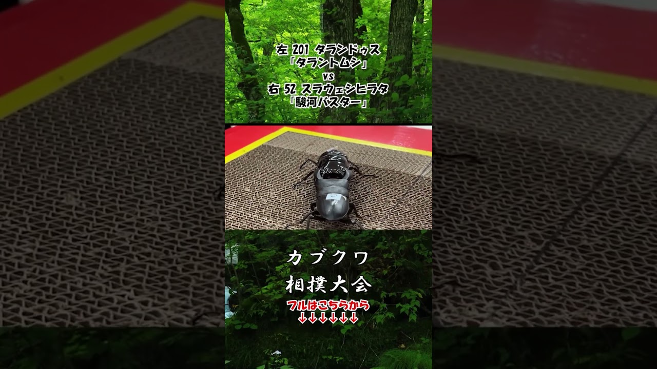タランドゥスオオツヤクワガタ タラントムシ vs スラウェシヒラタクワガタ 駿河バスター #クワガタ #昆虫バトル #昆虫