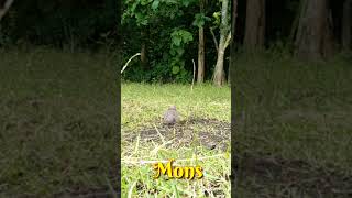 Download lagu Pikat Terkukur Tahan Laga mp3 Download lagu Pikat Terkukur Tahan Laga mp3